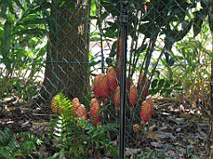 CairnsTC027 Jardin Botanique 027